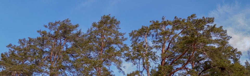 männyt