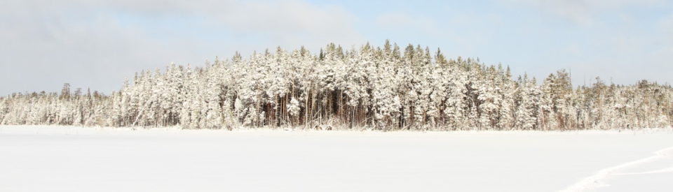 talvinen metsä